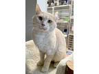 Adopt Binx a Tan or Fawn Domestic Shorthair / Domestic Shorthair / Mixed cat in