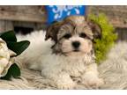 Havachon Puppy for sale in Fort Wayne, IN, USA