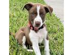 Adopt Tanya Tucker a Brown/Chocolate - with White Hound (Unknown Type) / Border