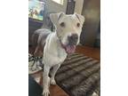 Adopt Bart the Shmooshable a White - with Tan, Yellow or Fawn American Pit Bull