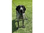 Adopt Murray a Black Bluetick Coonhound / Mixed dog in DOWNERS GROVE