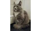 Adopt Artemis a Gray or Blue (Mostly) Domestic Longhair / Mixed (long coat) cat