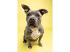 Adopt Fiona X 40 a Gray/Blue/Silver/Salt & Pepper American Pit Bull Terrier /
