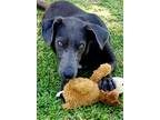 Adopt Jasper a Brown/Chocolate Labrador Retriever / Greyhound / Mixed dog in