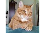 Adopt Frank a Orange or Red Tabby American Shorthair / Mixed (short coat) cat in