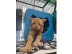 Adopt Orangie Boi a Orange or Red Tabby Domestic Shorthair (short coat) cat in