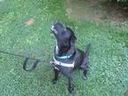 Adopt Monty a Black Labrador Retriever / Mixed Breed (Medium) / Mixed dog in