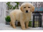 Golden Retriever Puppy for sale in Springfield, MO, USA