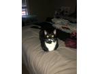 Adopt Oreo a Black & White or Tuxedo American Shorthair / Mixed (short coat) cat