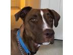 Adopt Bugsie Marie a Tan/Yellow/Fawn Vizsla / American Staffordshire Terrier /