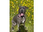 Adopt Kora a Gray/Blue/Silver/Salt & Pepper American Staffordshire Terrier /