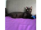 Adopt Saturn a All Black Domestic Shorthair (short coat) cat in Richmond Hill