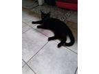 Adopt Otis a All Black Domestic Shorthair / Domestic Shorthair / Mixed cat in