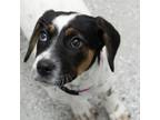 Adopt Dottie a Tan/Yellow/Fawn Hound (Unknown Type) / Blue Heeler / Mixed dog in