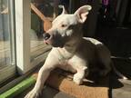 Adopt Chowder a White American Pit Bull Terrier / Mixed dog in Dayton