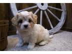 Cavachon Puppy for sale in Springfield, MO, USA