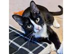 Adopt Zebra a All Black Domestic Shorthair / Mixed cat in Gibsonia