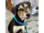 Adopt Valli a Black Mixed Breed (Medium) / Mixed dog in Staten Island