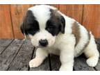 Mutt Puppy for sale in Chattanooga, TN, USA