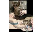 Adopt Tabby Kittens a Brown Tabby Bombay / Mixed (short coat) cat in Arlington