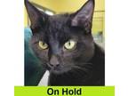 Adopt Loki a Domestic Short Hair