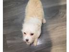 Adopt Binky a White - with Tan, Yellow or Fawn Terrier (Unknown Type