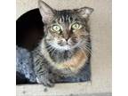 Adopt Claire a Tortoiseshell Domestic Shorthair / Mixed cat in Fredericksburg