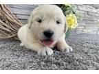 Golden Retriever Puppy for sale in Evansville, IN, USA