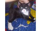 Adopt Tide - POLK a All Black Domestic Shorthair / Mixed cat in New York City