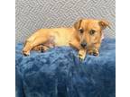 Adopt Hopper a Terrier