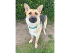 Adopt Kipling a German Shepherd Dog