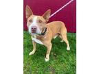 Adopt Frank a Pit Bull Terrier
