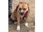 Adopt Rocky a Tan/Yellow/Fawn - with White Boxer / Bloodhound / Mixed dog in