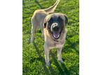 Adopt Weaver a Anatolian Shepherd, Belgian Shepherd / Malinois