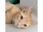 Adopt LISA SHRIMP a Orange or Red Domestic Shorthair / Mixed cat in League City