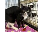 Adopt Little Bit a All Black Domestic Shorthair / Mixed cat in Spanish Fork