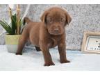 Labrador Retriever Puppy for sale in Kirksville, MO, USA