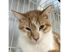 Adopt Athena a Orange or Red Domestic Shorthair / Mixed cat in Spanish Fork