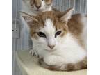 Adopt Aphrodite a Orange or Red Domestic Shorthair / Mixed cat in Spanish Fork