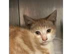 Adopt George Michael a Orange or Red Domestic Shorthair / Mixed cat in Long