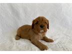 Cavalier King Charles Spaniel Puppy for sale in Fort Wayne, IN, USA