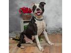 Adopt Gerald a Black American Pit Bull Terrier / American Staffordshire Terrier