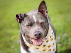Adopt Rooster a Pit Bull Terrier, Border Collie
