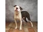 Adopt Gumby a Gray/Silver/Salt & Pepper - with Black American Pit Bull Terrier /