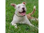 Adopt Mr. Freeze a White - with Tan, Yellow or Fawn Pit Bull Terrier / Mixed dog