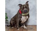 Adopt Bear a Gray/Silver/Salt & Pepper - with Black Pit Bull Terrier / Mixed dog