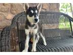 Alaskan Malamute Puppy for sale in Springfield, MO, USA