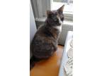 Adopt Gigi a Tortoiseshell Calico / Mixed cat in Forest Hills, NY (38938952)