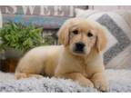 Golden Retriever Puppy for sale in Springfield, MO, USA