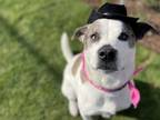 Adopt Oliver a Catahoula Leopard Dog, American Staffordshire Terrier